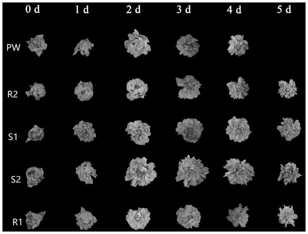 牡丹切花瓶插保鲜水溶液及其制备方法