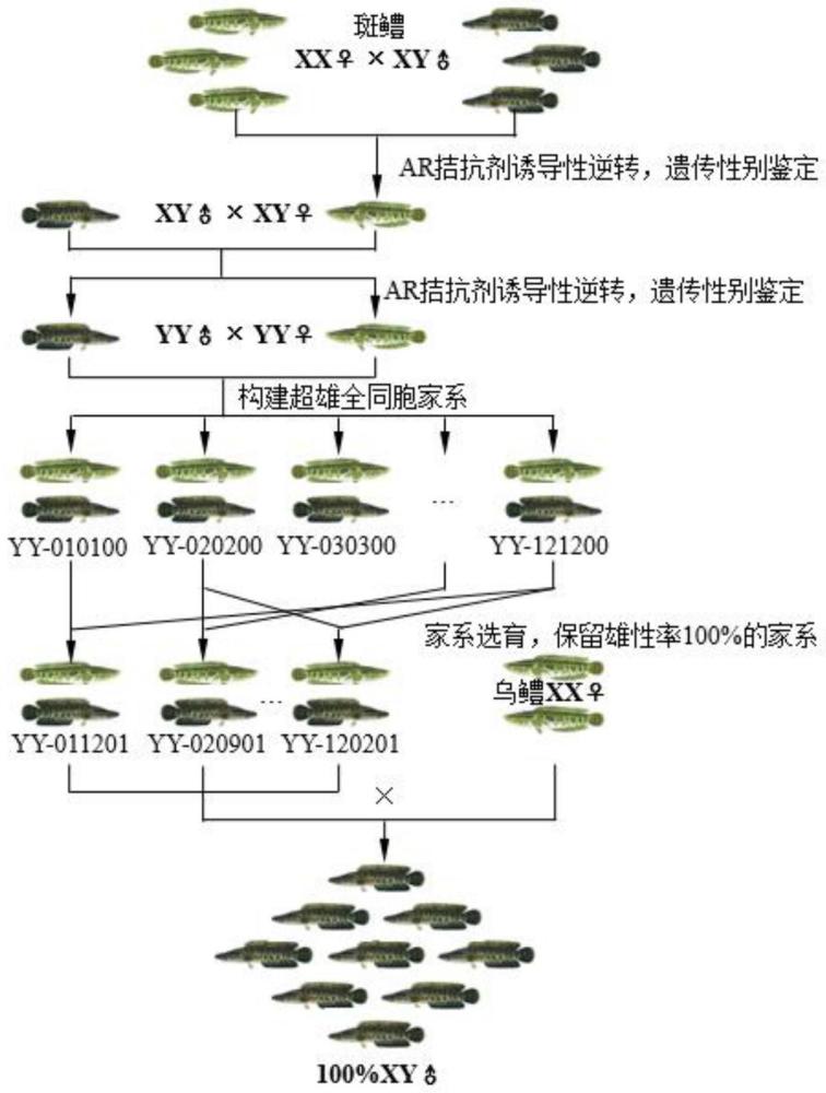 一种全雄乌斑杂交鳢的规模化培育方法与流程