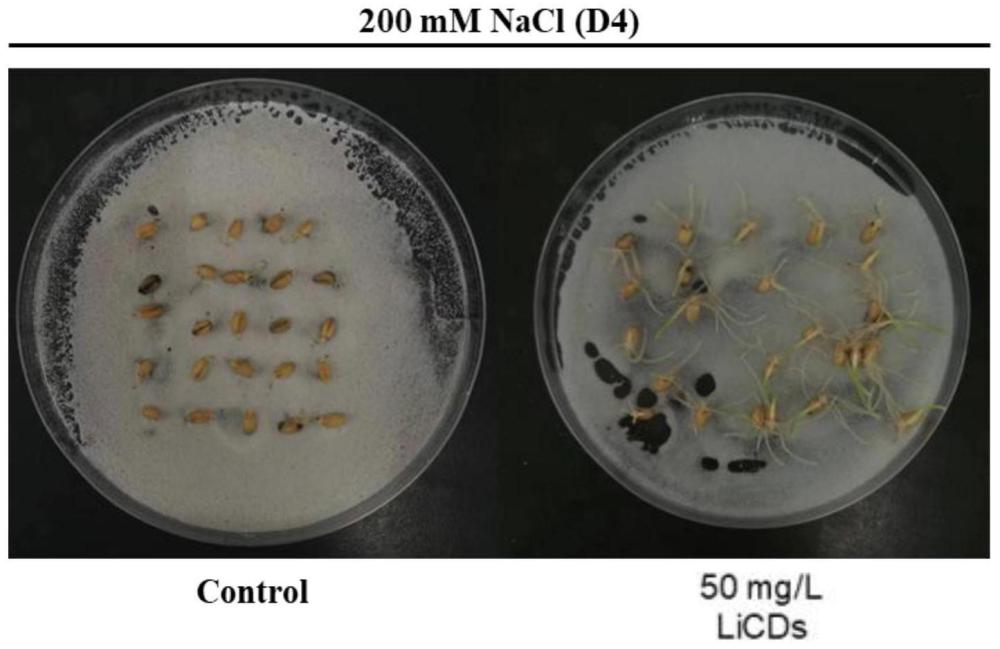 甘草碳量子点作为浸种剂在提高盐胁迫下农作物种子的发芽率和发芽速率中的应用