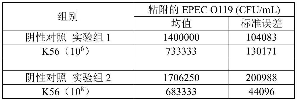 副干酪乳杆菌K56提升肠道细菌感染抗性和肠道免疫力的应用的制作方法