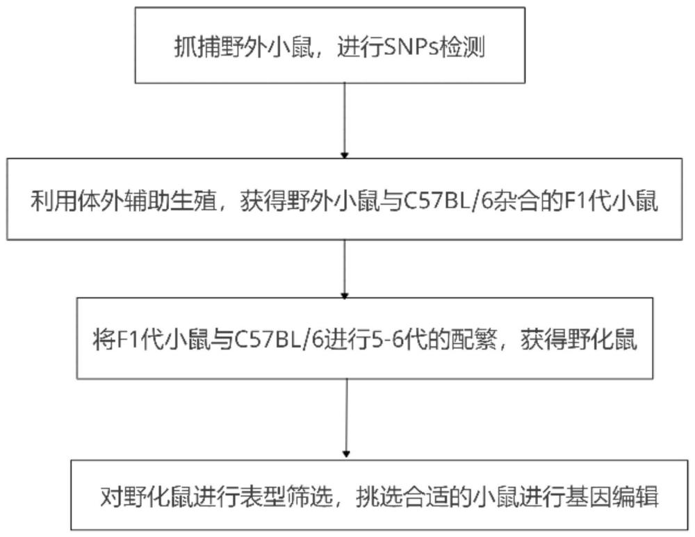 一种免高脂饮食诱导的动脉粥样硬化小鼠模型的构建方法与流程