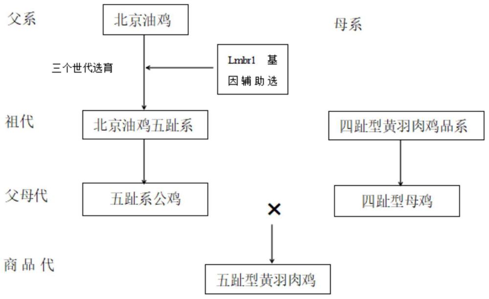 一种五趾型黄羽肉鸡配套系的育种技术