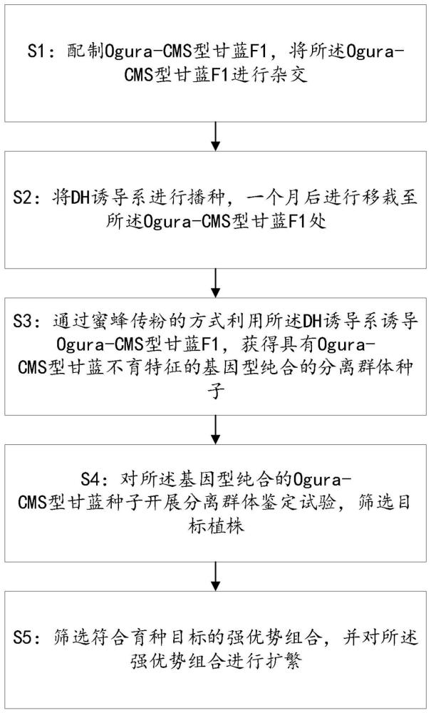 一种基于DH诱导的甘蓝细胞质雄性不育系快速创制方法