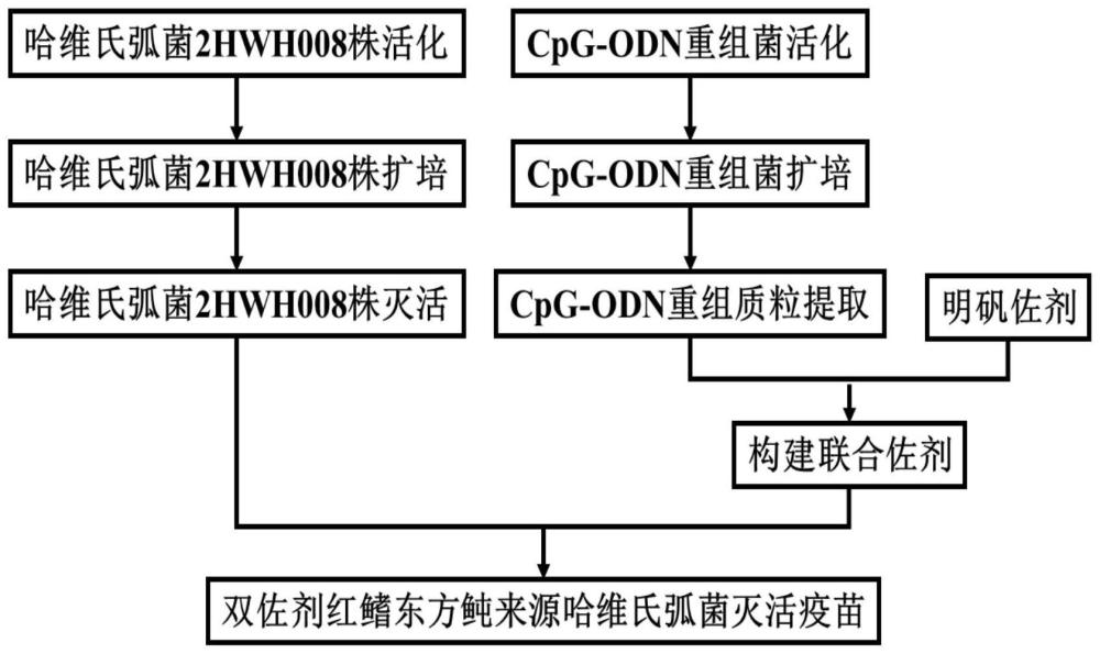 一种双佐剂红鳍东方鲀来源哈维氏弧菌灭活疫苗及应用