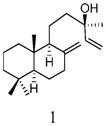 一种二萜类化合物在制备α-葡萄糖苷酶抑制剂中的应用的制作方法