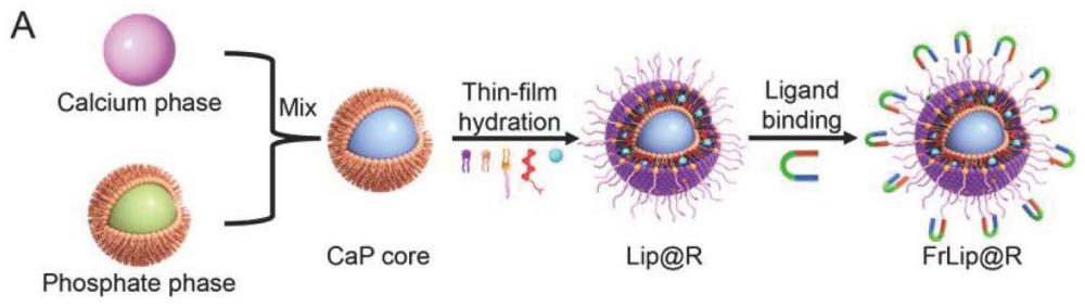 一种可靶向递送ATRA的FAP可活化脂质体及其制备方法与应用