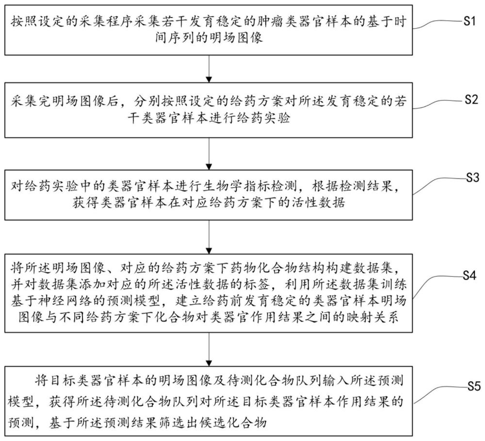 一种基于类器官表型的大规模药物虚拟筛选方法与流程