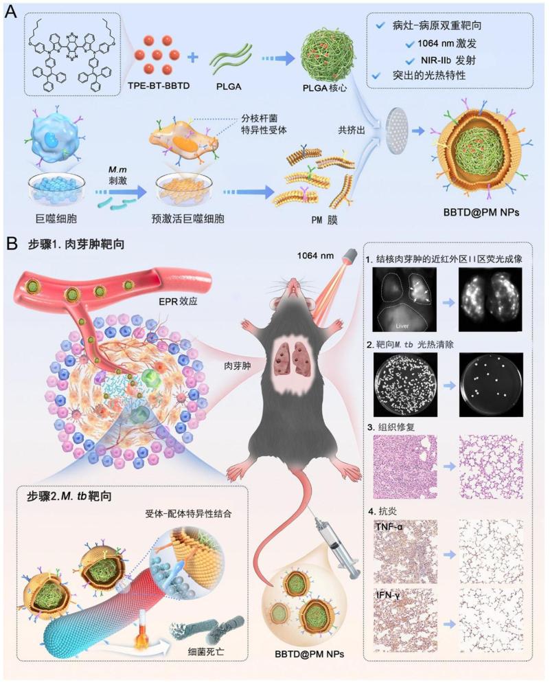 一种用于结核诊断以及光热治疗的仿生纳米粒子及其制备方法和应用