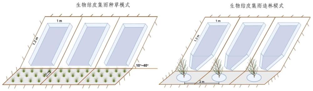 旱区用于收集净化降雨径流的生物结皮集雨面及其应用