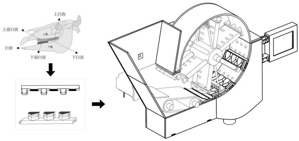 一种反刍动物仿生咀嚼装置及控制方法与流程
