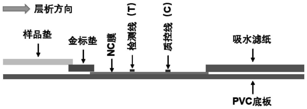 一种检测甘蔗花叶病毒的胶体金免疫试纸条及专用抗体的制作方法