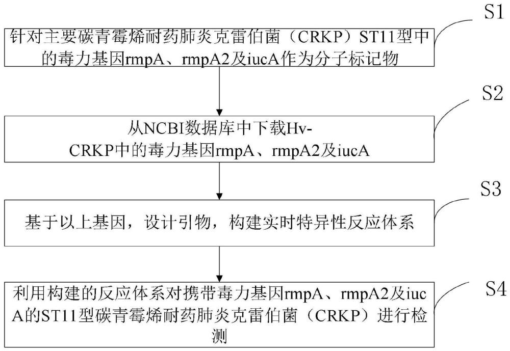 一种ST11型高毒力碳青霉烯耐药肺炎克雷伯菌的检测方法