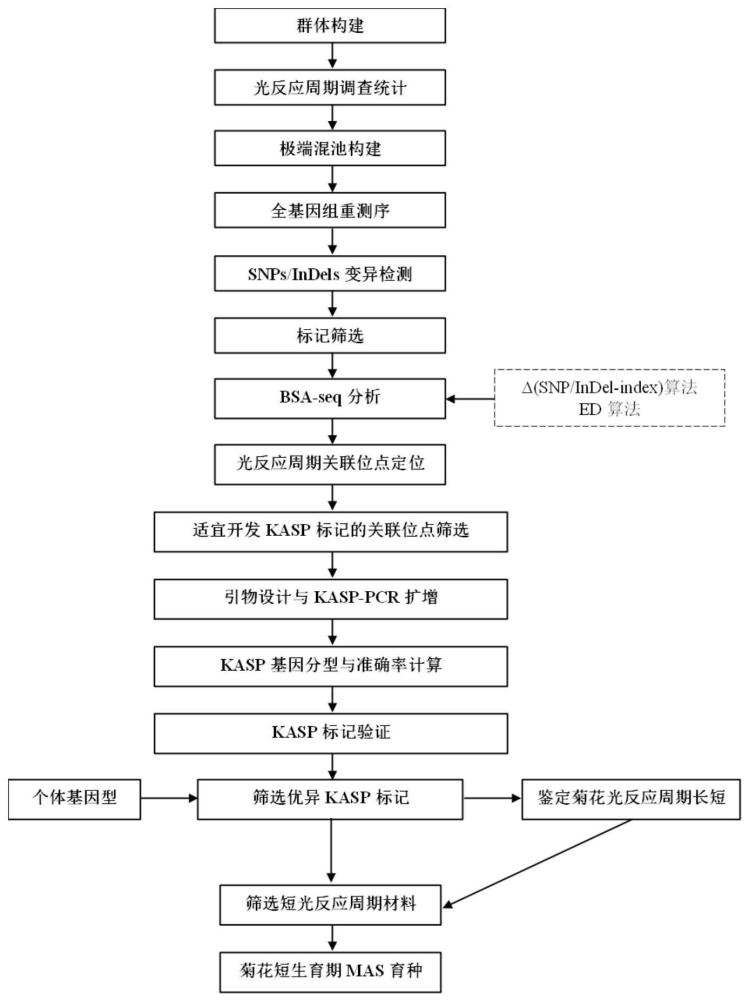 鉴定菊花光反应周期长短的KASP标记、其开发方法及应用