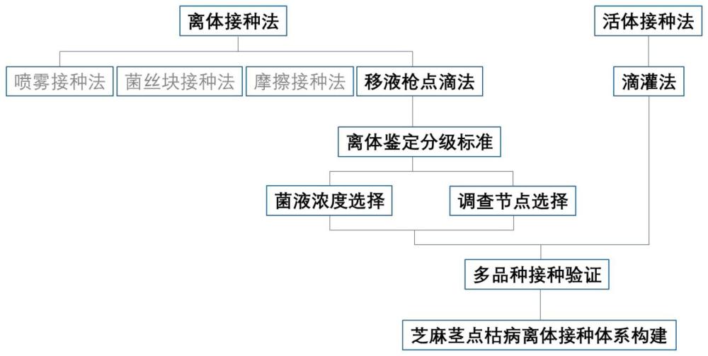 一种鉴定芝麻茎点枯病抗性水平的方法与流程