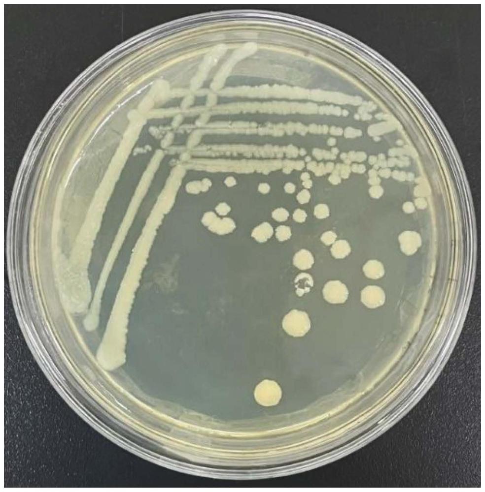 一种具有脱氮除臭功能的胆固醇型戈登氏菌及其应用