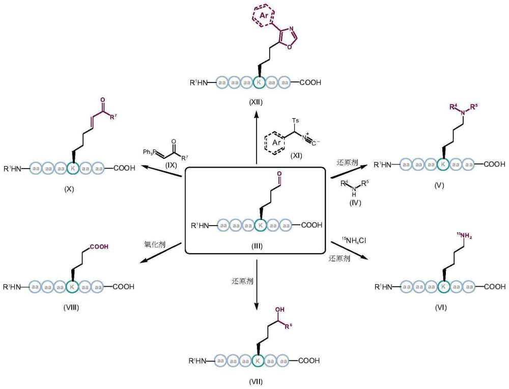 一种选择性修饰多肽或蛋白赖氨酸的方法与流程