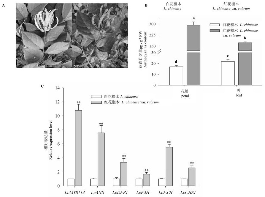 红花檵木LcMYB113基因在增加植物花青苷的积累中的应用