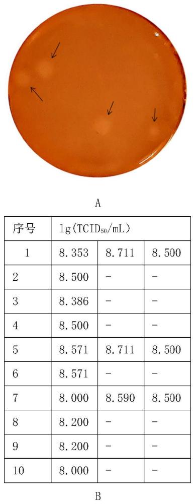 大口黑鲈弹状病毒弱毒病毒株及其应用的制作方法