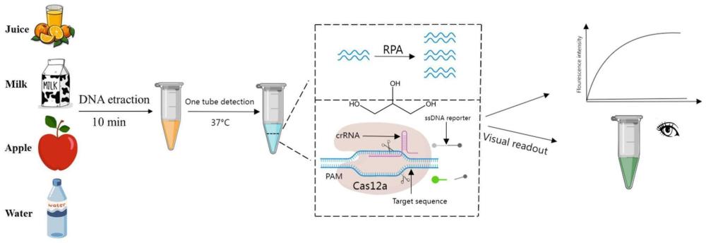 基于单管整合RPA-CRISPR/Cas12a技术快速检测嗜麦芽窄食单胞菌的方法