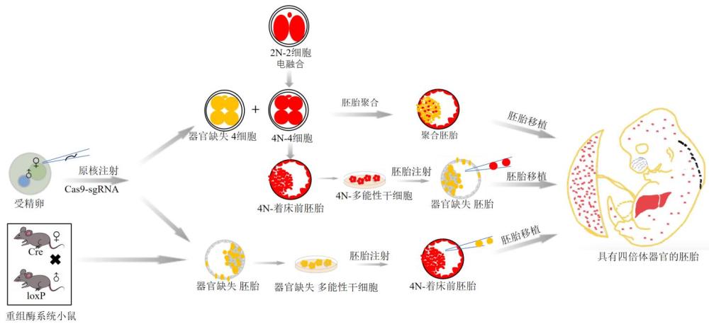 一种小鼠四倍体器官的制备方法