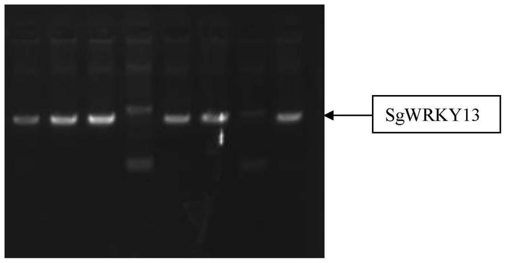 油楠转录因子SgWRKY13基因及其应用的制作方法