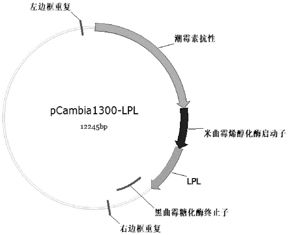 基因工程改造的黑曲霉菌株的制作方法