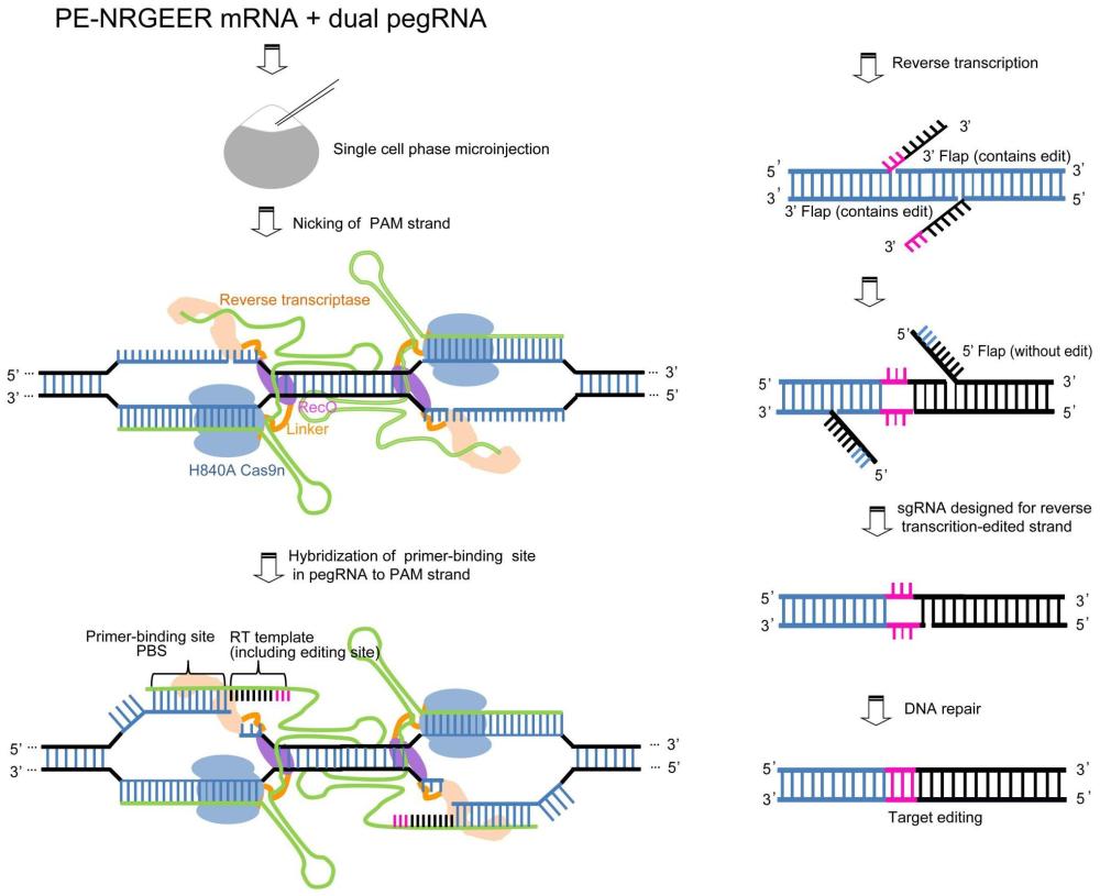 一种PE-NRGEERmRNA体外转录模板质粒、PE碱基编辑器及其应用