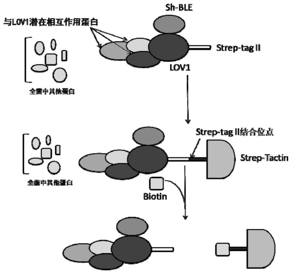 基于不同光照下莱茵衣藻的蛋白相互作用分析方法