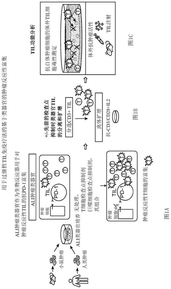 用类器官扩增肿瘤反应性免疫群体的方法