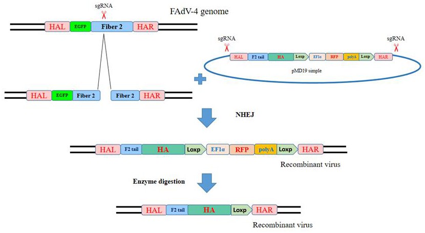 一种基于CRISPR-Cas9技术构建的表达H3N8禽流感病毒HA蛋白的重组血清4型禽腺病毒及其构建方法