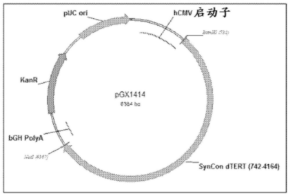 癌症疫苗和使用其的治疗方法与流程