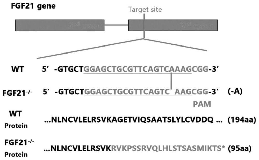 一种FGF21基因缺失斑马鱼的构建方法及应用