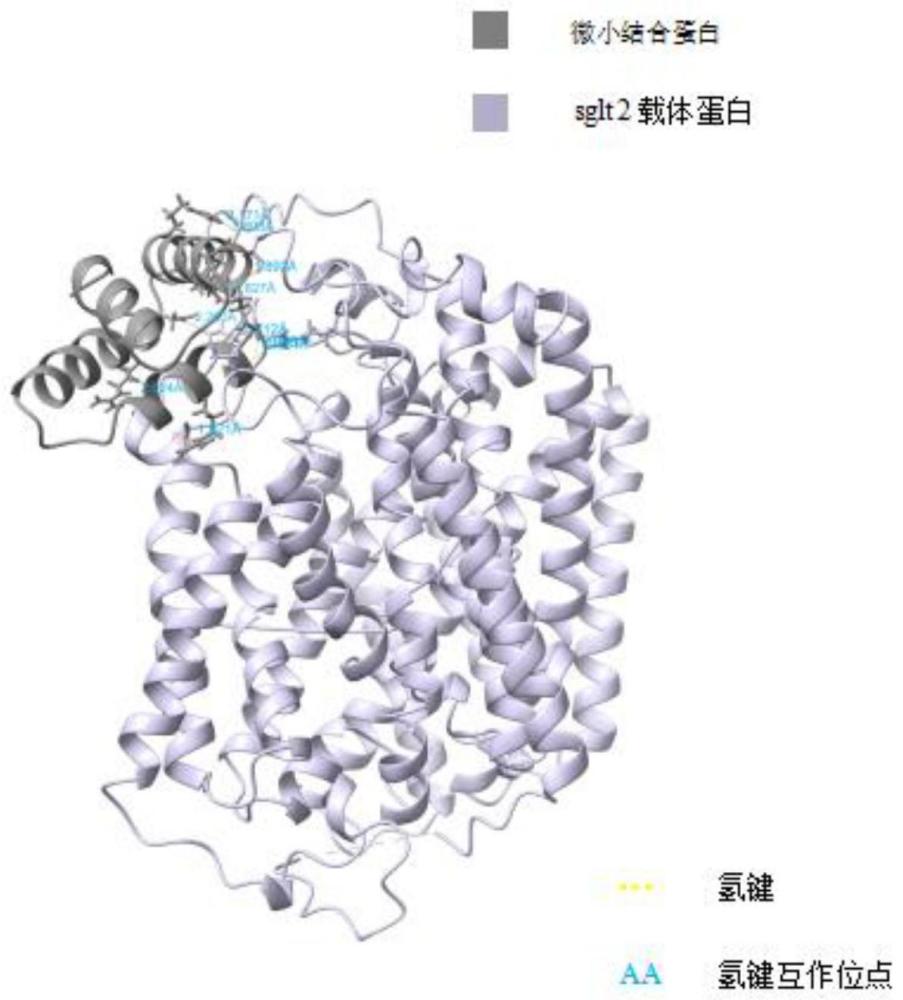 一种靶向钠-葡萄糖协同转运蛋白2的微小结合蛋白及其构建方法、应用