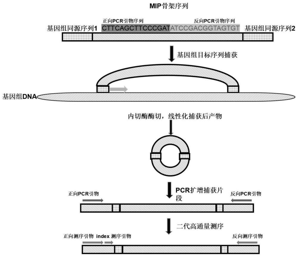 一种动物天然突变位点的筛选方法以及天然突变动物模型的筛选方法