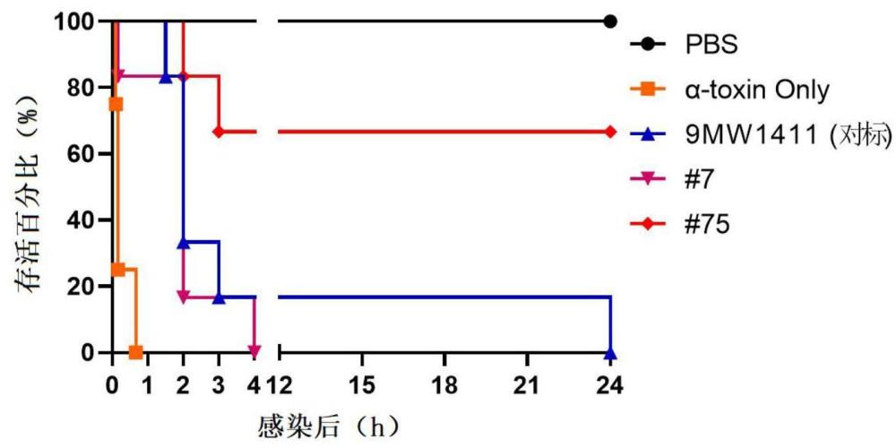 一种抗α-溶血素单克隆抗体或其抗原结合片段及其应用的制作方法