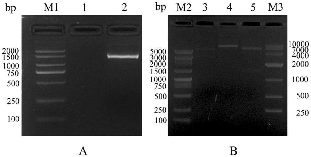 表达H9N2亚型禽流感病毒NA重组蛋白、其制备方法和应用