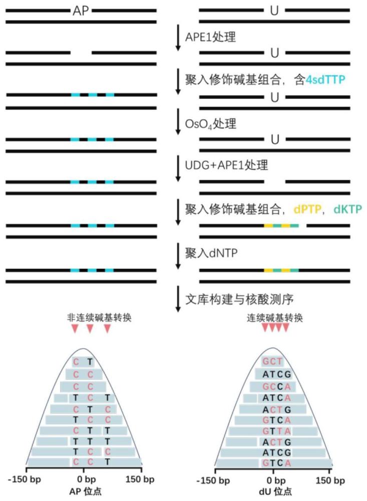 一种基于不同碱基转换方式的DNA损伤区分测序方法