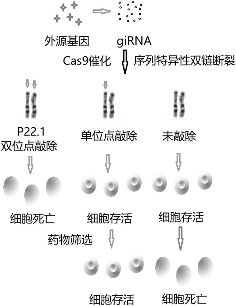 一种低表达ACTB蛋白的肿瘤细胞系模型的制作方法