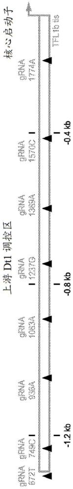 用于改变植物确定性的组合物和方法与流程