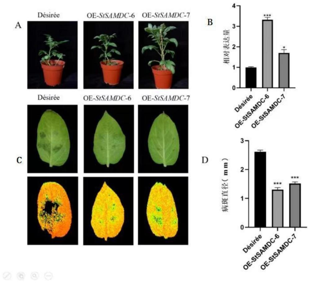 马铃薯StSAMDC基因在提高植物晚疫病抗性中的应用