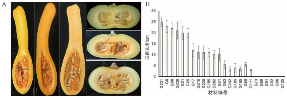一种与南瓜瓜把长度主效QTL紧密连锁的SNP位点、分子标记、引物对及其应用