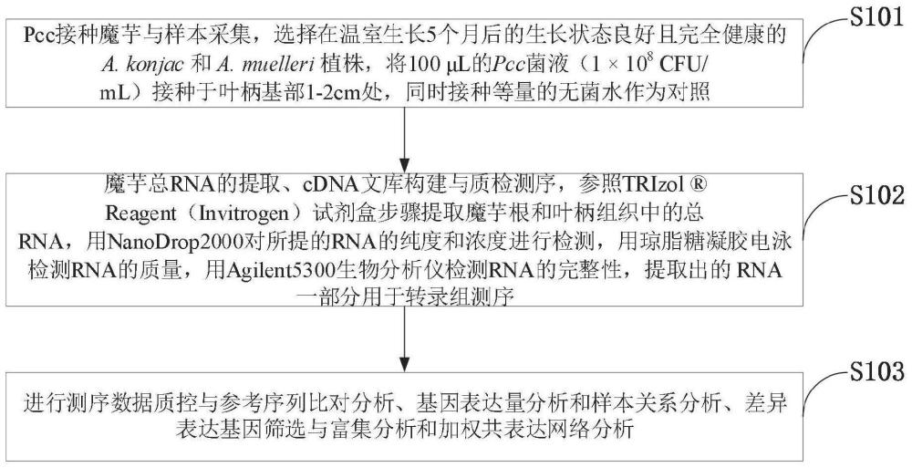 抗感两种魔芋材料不同Pcc侵染阶段基因表达谱构建方法