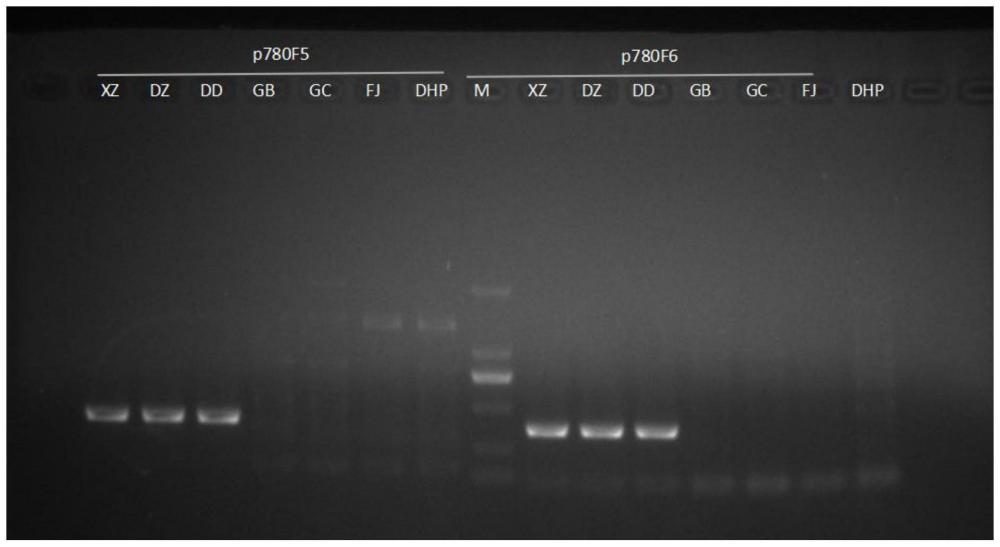 一种广陈皮分子标记、引物组及鉴定方法与应用