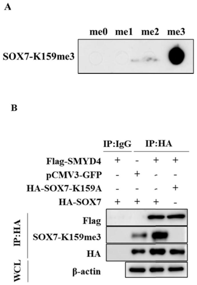 一种识别SOX7蛋白K159位点三甲基化修饰的单克隆抗体