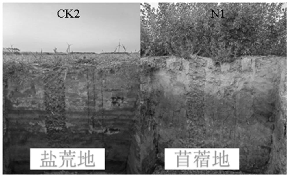 一种改良中度滨海盐碱地的苜蓿肥料及其制备方法和应用