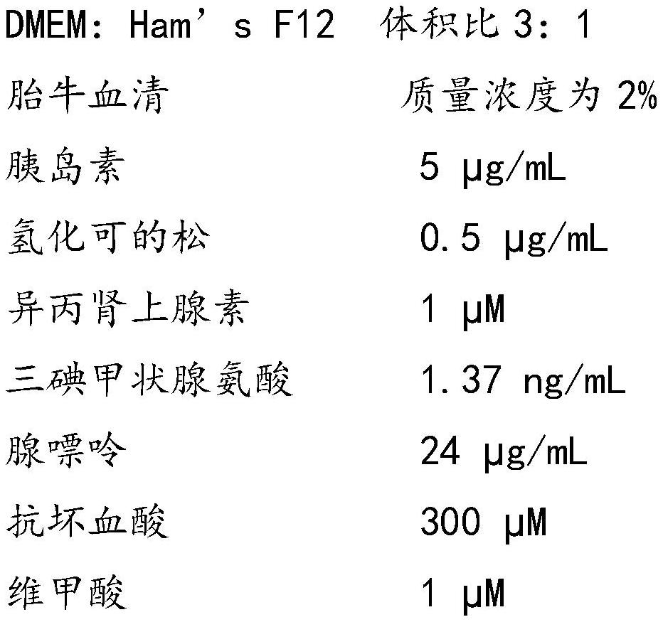 一种永生化人源皮脂腺前体细胞、其制备方法以及采用该皮脂腺前体细胞进行油脂调节类药物或护肤品筛选、评价的方法