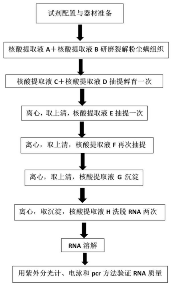 一种提取粉尘螨总RNA的方法