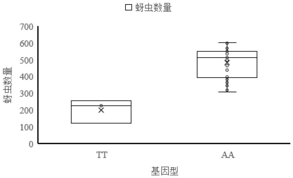 一种大豆蚜虫抗性相关的SNP分子标记的检测方法及其在选育抗虫大豆中的应用