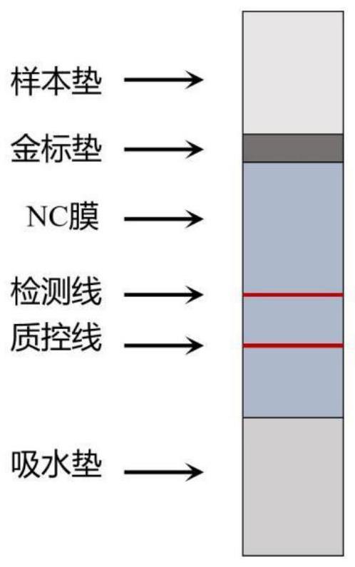 检测球形孢子丝菌抗体的重组APRPG融合蛋白、胶体金试纸条及其制备方法