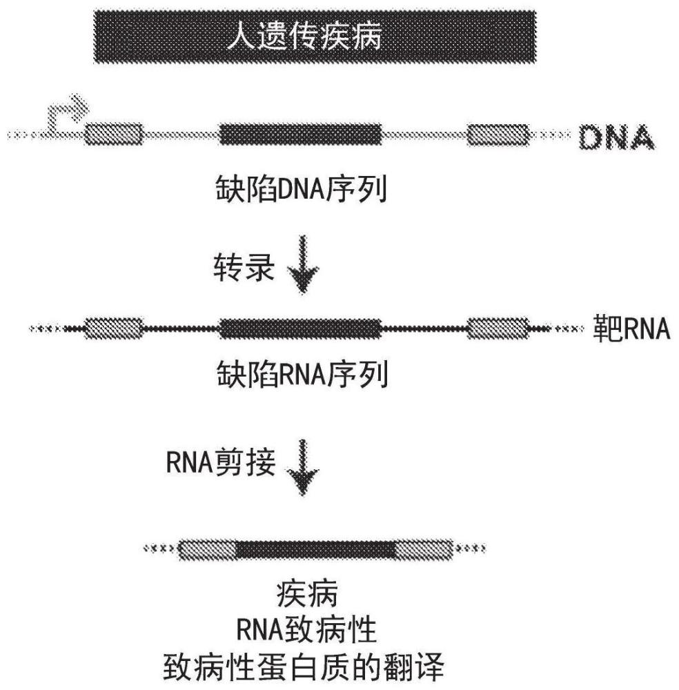 通过招募剪接体组分进行RNA编辑的制作方法